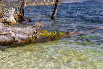 Fototapeta premium dead tree in the water