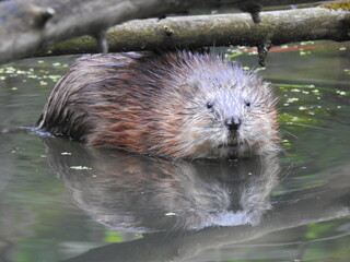 Muskrat in the water