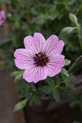 Fototapeta premium Close up of flowers