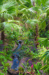 Florida-Tropical Garden Palms