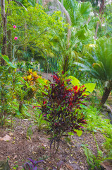 Florida-Tropical Garden Undergrowth