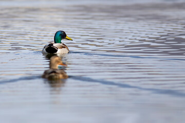 Swimming duck Mallard. Colorful nature habitat background. Bird: Mallard. Anas platyrhynchos.