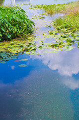Florida-Tropical Garden Lake with Aquatic Plants and Waterlilies