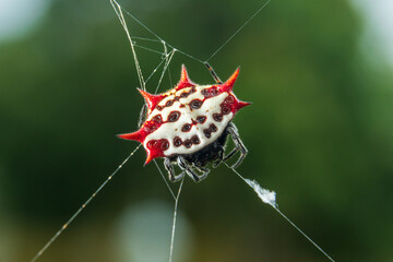 Spinybacked orb weaver spider (Gasteracantha cancriformis) macro - Pembroke Pines, Florida, USA