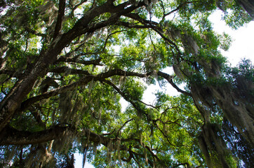 Fototapeta na wymiar Florida-Living Oak Branches with Spanish Moss