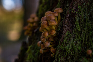 magical mushrooms in the fall