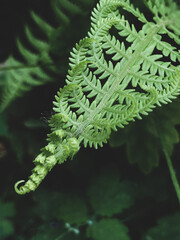 Beautiful green fern leaf