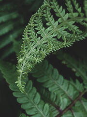 Beautiful green fern leaf