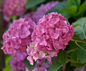 Obraz premium Hortensia