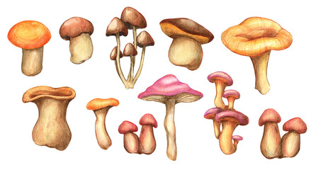 Watercolor mushroom set isolated on white background. Fall forest mushrooms collection. Botanical hand drawn illustration. 