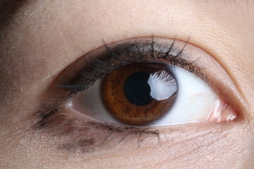Fototapeta premium close up of female eye