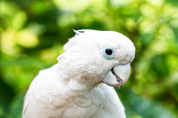 A small white parrot in the foreground in a thick forest