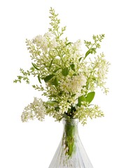 white,fragrant flowers of privet bush at spring