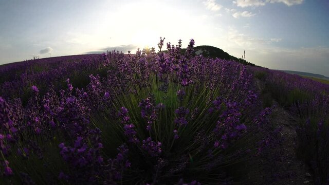 Lavender flower blooming scented fields in endless rows on sunset. Selective focus on Bushes of lavender purple aromatic flowers at lavender fields