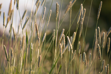 timothy in the meadow in the sun