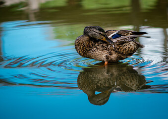 duck in the water cleaning its feathers