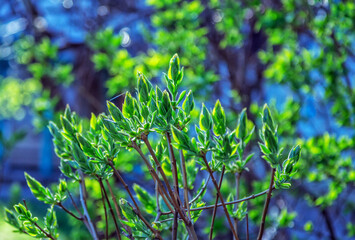 Fototapeta na wymiar Beautiful spring nature - view of first green leaves and buds on brunches of lilac bush, growing in the garden. Selective focus