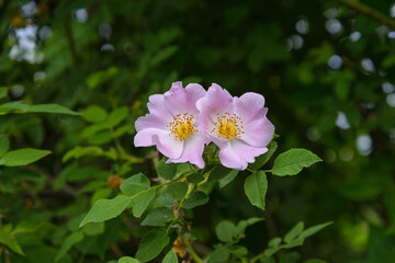 Pink flowers rose hips  on a bush