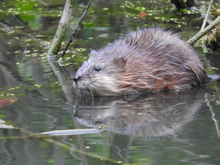 Muskrat in the pond