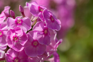 Fototapeta na wymiar Pink phlox flowers close-up. Phlox blooms in the summer garden. Macro shot of pink flowers.