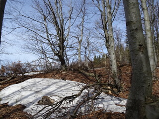 Wiosna w lesie 2 © TK_Office