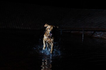 perro ba&ntilde;andose feliz