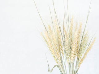 Obraz premium Ears of wheat of a light green pastel shade on a white background
