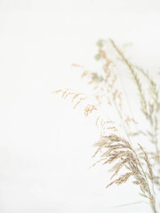 Beautiful wild grasses like orchard grass, barren brome and ryegrass isolated on a white background with copy space