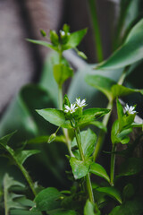 Close up of fresh herbs.
