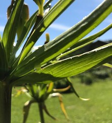 Hot summer in nature, among flowers and herbs. Fresh air. Bumblebees and bees. The sun and blue cloudless sky. What could be better?