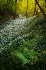Big field of wild garlic with the white blossoms in a forest in the south of the Netherlands in Limburg.