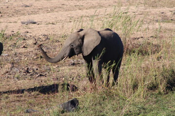 Young Happy Elephant 