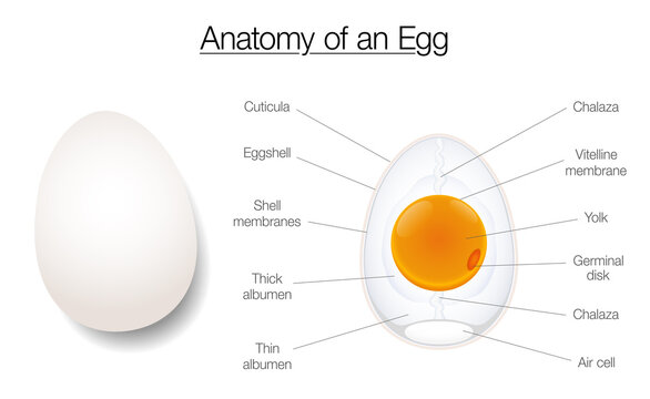 Egg structure. Anatomy of a birds egg, labeled chart with names of the components. Isolated vector diagram illustration on white background.
