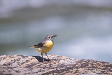 yellow wagtail / Motacilla flava  with insect in beak