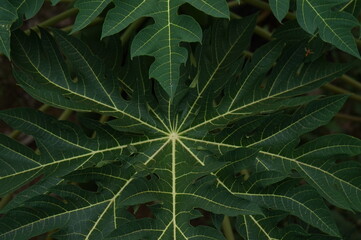 green leaf background
