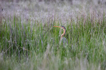 Colorful nature and Heron. Camouflage bird Purple Heron. Lake nature habitat background. Bird:...