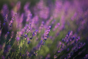 Close-up image of violet lavender flowers in a field on a Sunny day, on a blurry background with a copy of space Selective and soft focus. The lavender field blooms in summer.
