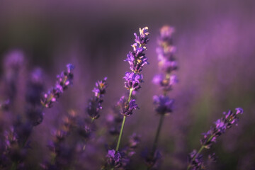 Close-up image of violet lavender flowers in a field on a Sunny day, on a blurry background with a copy of space Selective and soft focus. The lavender field blooms in summer.
