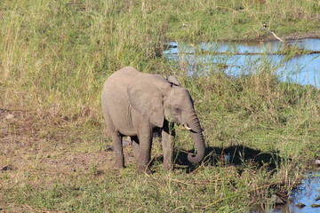 Young drinking Elephant 