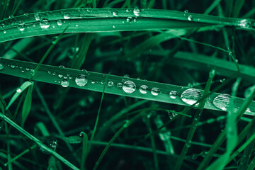 Dew drops on the green grass close-up image. Fresh grass with dew drops. Copy, empty space for text