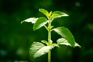 Holy basil or tulsi leaves in the garden