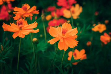 Cosmos flower in the garden.Multicolored flowers in the park.