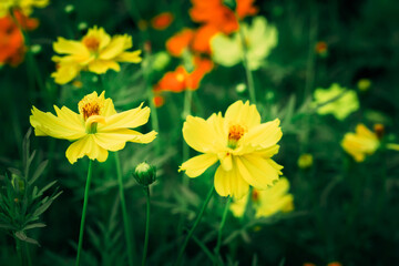 Obraz premium Cosmos flower in the garden.Multicolored flowers in the park.