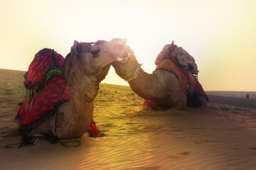 Beautiful decorated Camel in Thar desert, Rajasthan, India