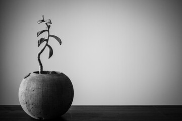 nature black & white