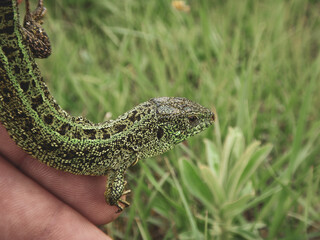 Ukraine, Dnipro region, Ivanivka village. Small lizard on human`s hand. Friendly and cute reptile.