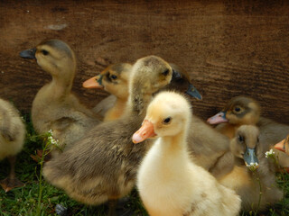 Ukraine, Dnipro region, Ivanivka. Duckling farm. Typical Ukrainian duck growing business. 