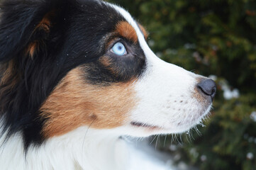 Beautiful Australian Shepherd Dog with blue eyes (close up)