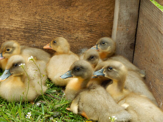 Ukraine, Dnipro region, Ivanivka. Duckling farm. Typical Ukrainian duck growing business. 