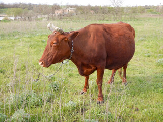 Ukraine, Dnipro region, Ivanivka. The cow is chained on pasture. Typical Ukrainian village life.